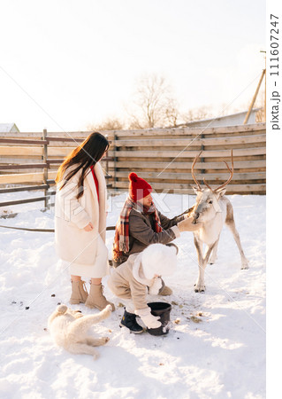 Vertical shot of happy young family of little child boy, loving mother and father feeding cute young reindeer on snowy farm on sunny winter day. Concept of ecotourism at wintertime. 111607247