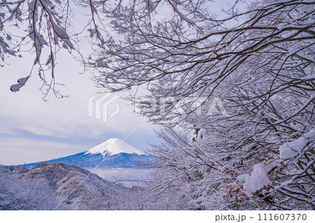 （山梨県）日本の冬景色・降雪後の御坂路から望む富士山 111607370