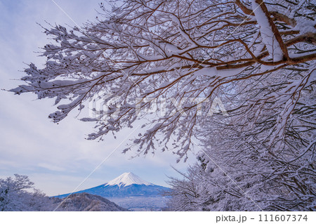 （山梨県）日本の冬景色・降雪後の御坂路から望む富士山 111607374