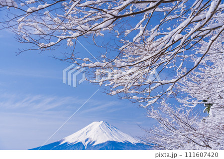 （山梨県）日本の冬景色・降雪後の御坂路から望む富士山 111607420