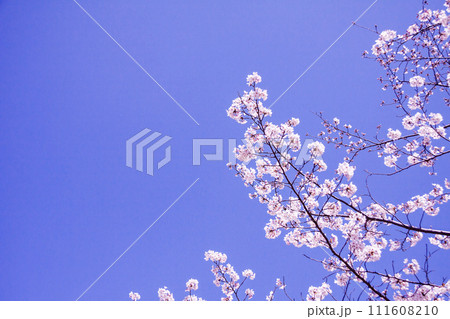 青空に映える桜 111608210