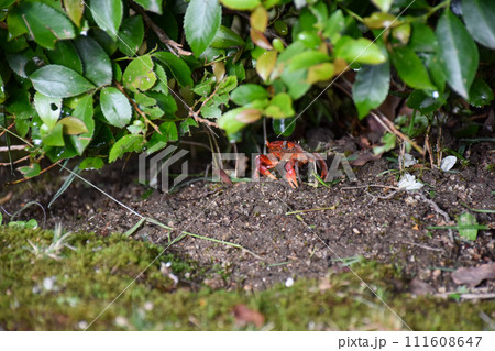 野生の小さな赤いカニ 111608647