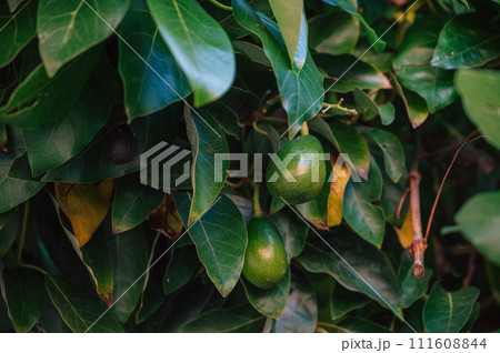 Avocado fruits on a Avocado tree in a garden. Avocado fruits on a Avocado tree in a garden. 111608844