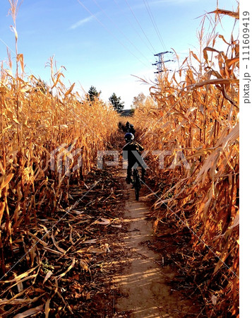 秋のトウモロコシ畑を自転車で走り抜ける少年 111609419