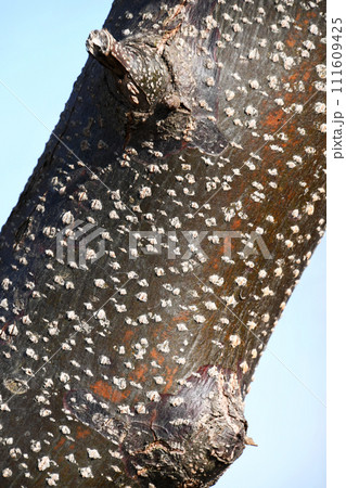 センダンの木肌 センダンの木肌 111609425