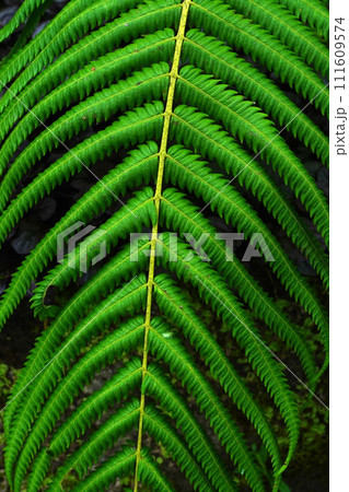 A detailed view of a fern frond, showcasing its vibrant green color and delicate fronds. A detailed view of a fern frond, showcasing its vibrant green color and delicate fronds. 111609574