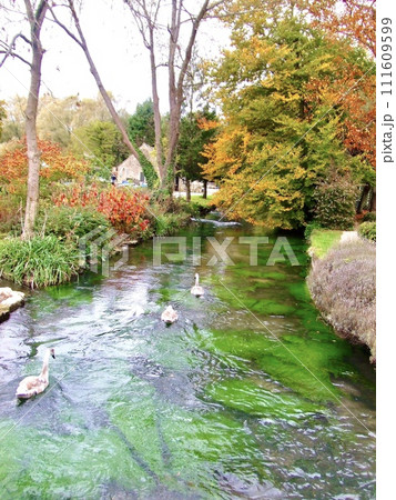 イギリスのコッツウォルズ地方の白鳥と美しい紅葉と小川の景色 イギリスのコッツウォルズ地方の白鳥と美しい紅葉と小川の景色 111609599