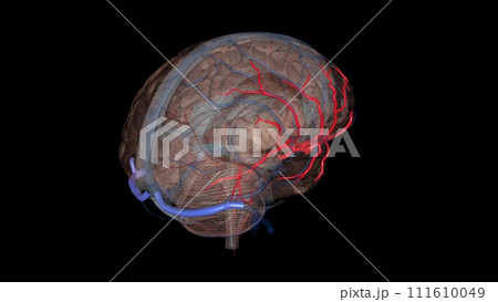 Middle cerebral artery. is the largest branch and the second terminal branch of internal carotid artery 111610049