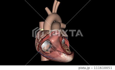 Heart, anterior fascicle 111610051