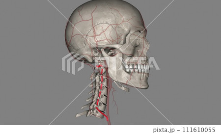 The vertebral arteries run through the spinal column in the neck to provide blood to the brain and spine The vertebral arteries run through the spinal column in the neck to provide blood to the brain and spine 111610055