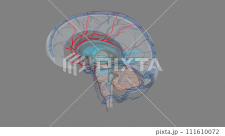 The anterior cerebral artery is the terminal branch of the communicating segment (C7) of the internal carotid artery 111610072