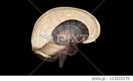 The falx cerebri and tentorium cerebelli are thin dural structures found between parts of the brain 111610176