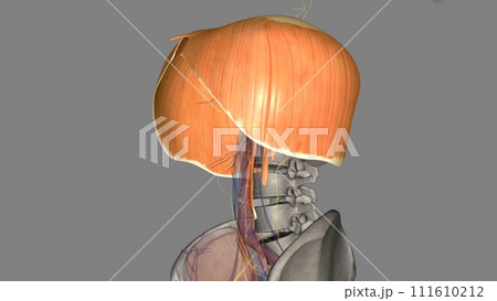 The diaphragm is a muscle that helps you inhale and exhale 111610212