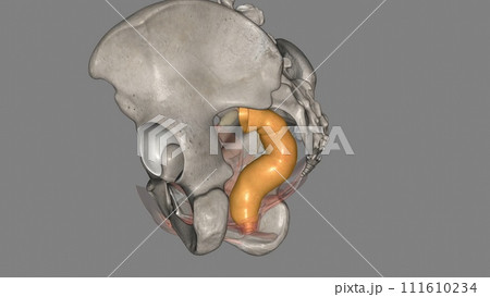 rectum is at the end of your colon and on the other side of your anal canal 111610234