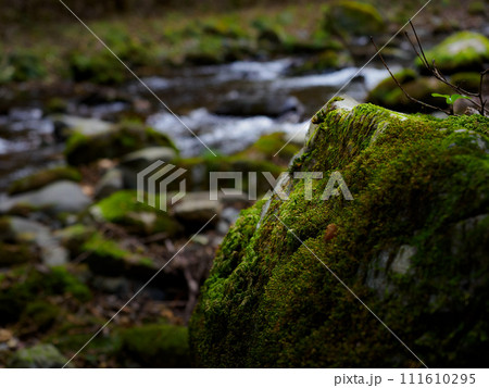 岩に生えた苔と背景には川 111610295