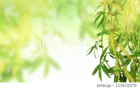 Fresh young foliage in blurred nature background. Shining spring banner. Green leaves. morning 111610370