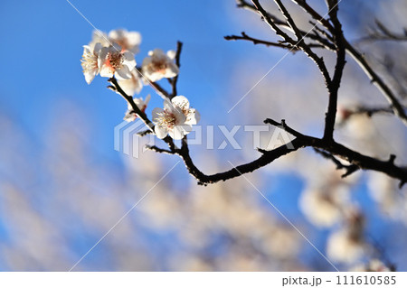 春の訪れを告げる梅の花 春の訪れを告げる梅の花 111610585