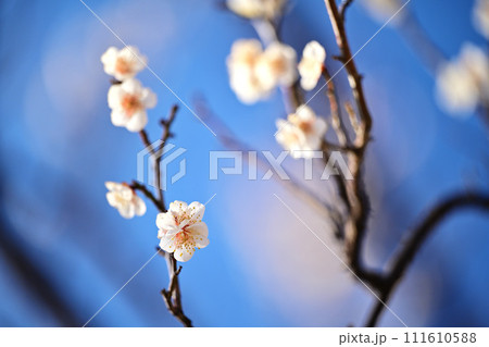 白い梅の花 白い梅の花 111610588