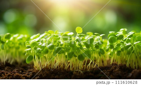 AI-generated content. Young green sprouts grow in sunlit soil. 111610628