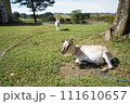 寝そべっているヤギの写真 111610657