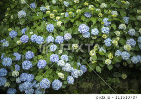 青い紫陽花 111610787