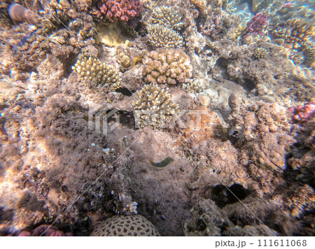 Underwater life of reef with close up view of corals and tropical fish. Coral Reef at the Red Sea, Egypt. Underwater life of reef with close up view of corals and tropical fish. Coral Reef at the Red Sea, Egypt. 111611068