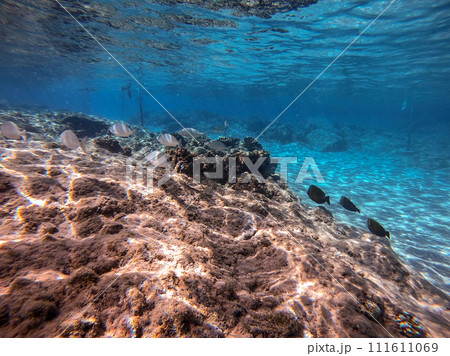 Shoal of Sargos or White Seabream swimming at the coral reef in the Red Sea, Egypt.. 111611069
