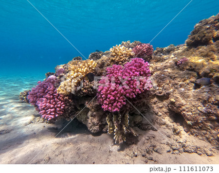 Underwater life of reef with corals and tropical fish. Coral Reef at the Red Sea, Egypt. Underwater life of reef with corals and tropical fish. Coral Reef at the Red Sea, Egypt. 111611073