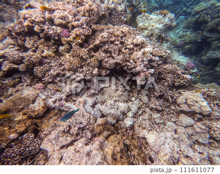 Underwater life of reef with corals and tropical fish. Coral Reef at the Red Sea, Egypt. 111611077
