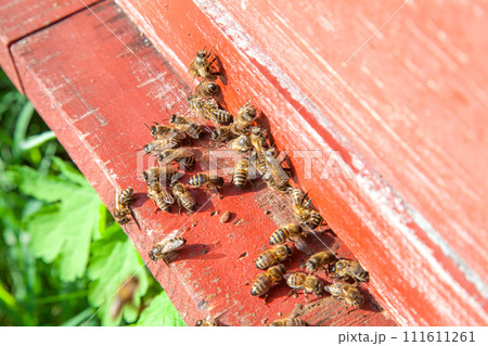 Swarming bees at the entrance of old beehive in apiary.. 111611261