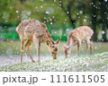 桜舞う奈良公園 111611505