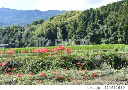 田んぼのあぜ道に咲く彼岸花 111611610