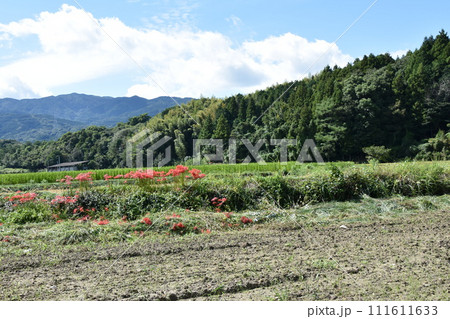 稲刈りの終わった田んぼと彼岸花 稲刈りの終わった田んぼと彼岸花 111611633