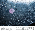 ビニール傘についた桜の花びら 111611775