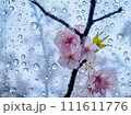 雨に濡れる桜 111611776