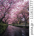 雨降る日の桜並木 111611777