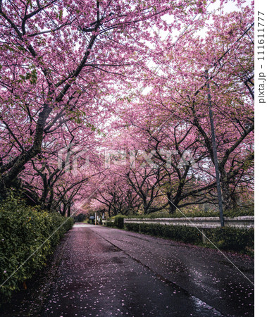 雨降る日の桜並木 111611777