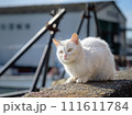 漁港にいる白猫 111611784