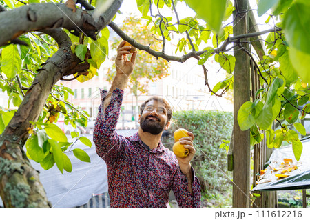 Young bearded man is picking yellow apples from tree in his garden on sunny day 111612216