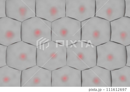 規則正しく並ぶ複数の動物細胞のイメージ 111612697
