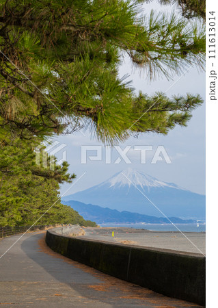 日本三大松原　静岡県の富士山と松林 111613014