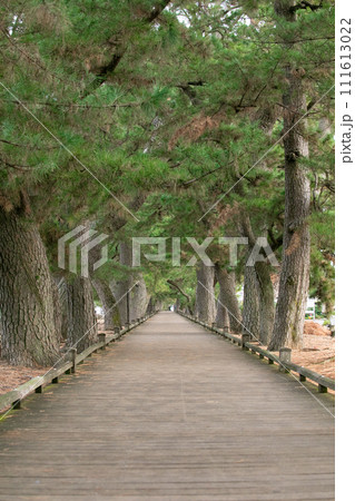 日本三大松原のある三保　神の道　静岡県 111613022