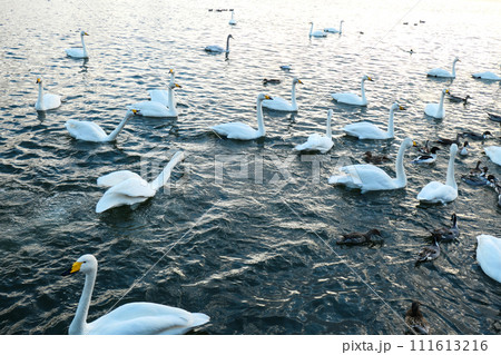 暖冬で困惑気味な白鳥　そろそろ北に帰る準備をしなきゃ 111613216