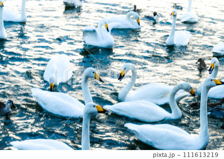 暖冬で困惑気味な白鳥　そろそろ北に帰る準備をしなきゃ 111613219