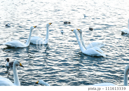 ペアーで意見交換をしている白鳥　シベリアヘ帰る相談をしている白鳥のリーダー達 111613339