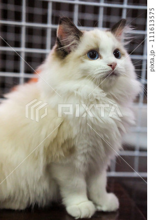 Cute, small Ragdoll cat. 3 months old standing. with cage background Cute, small Ragdoll cat. 3 months old standing. with cage background 111613575