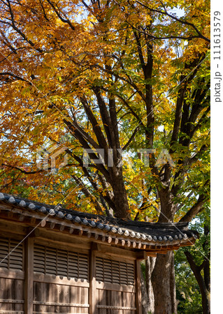 Korean Traditional Building in Secret Garden or Huwon of Changdeokgung Palace with ceautiful autumn foliage. It was used as a place of leisure by members of the royal family 111613579