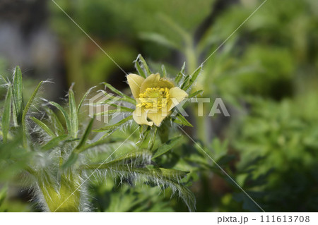 Pasque flower Perlen Glocke Pasque flower Perlen Glocke 111613708