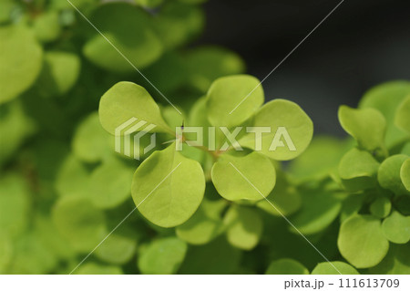 Japanese barberry Special Gold Japanese barberry Special Gold 111613709