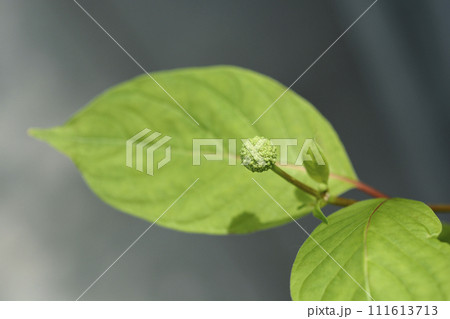 Common buttonbush Common buttonbush 111613713